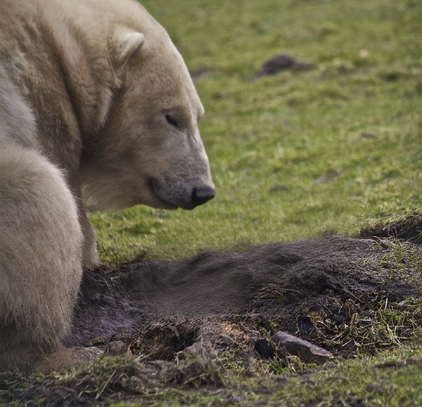 Edited image with the cub removed