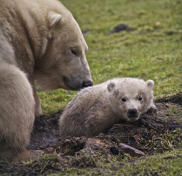 A polar bear and a cub on grass and mud